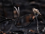 28 minutes - Après l'été des catastrophes : quelle résilience pour la nature ?