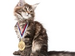 La vie secrète des chats