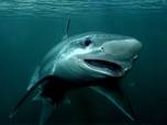 42 - La réponse à presque tout - Et si les requins disparaissaient ?