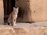 Invitation au voyage - En Égypte, des chats et la guerre