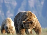 replay Planete Carnivore