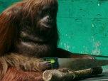Caméras espions en terre animale