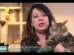 La vie secrète des chats