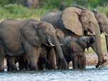 replay Echo et les éléphants d'Amboseli