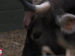 Dr Cath - Mission adoption - S1 E5