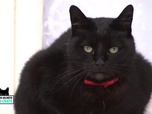 La vie secrète des chats - Queeny, le seul chat qui ne sort pas la nuit