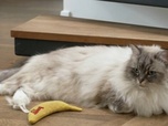La vie secrète des chats - S4E6 - Mon chat, sa maison et moi