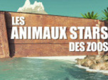 replay Animaux stars du zoo