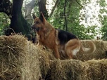 Rex, chien flic - Hara-kiri