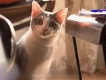 La vie secrète des chats - S2E7 - Le chat : meilleur ami de l'homme ?