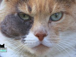 La vie secrete des chats - S1E2 - Petit chaton deviendra grand