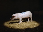 42 - La réponse à presque tout - Que ressentent nos animaux d'élevage ?